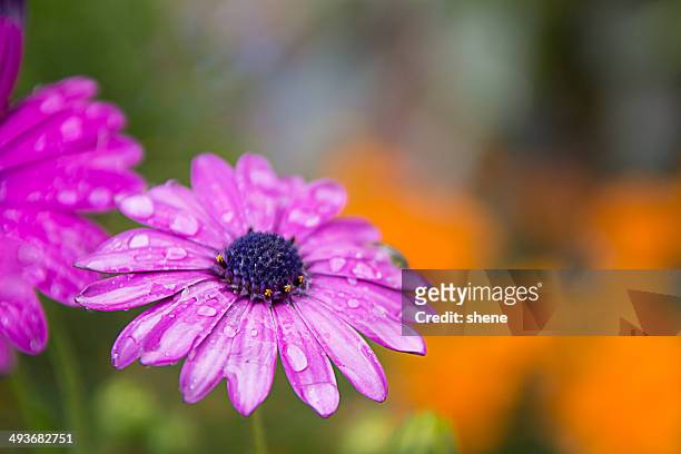 purple wet dimorphotheca - dimorphotheca stock pictures, royalty-free photos & images