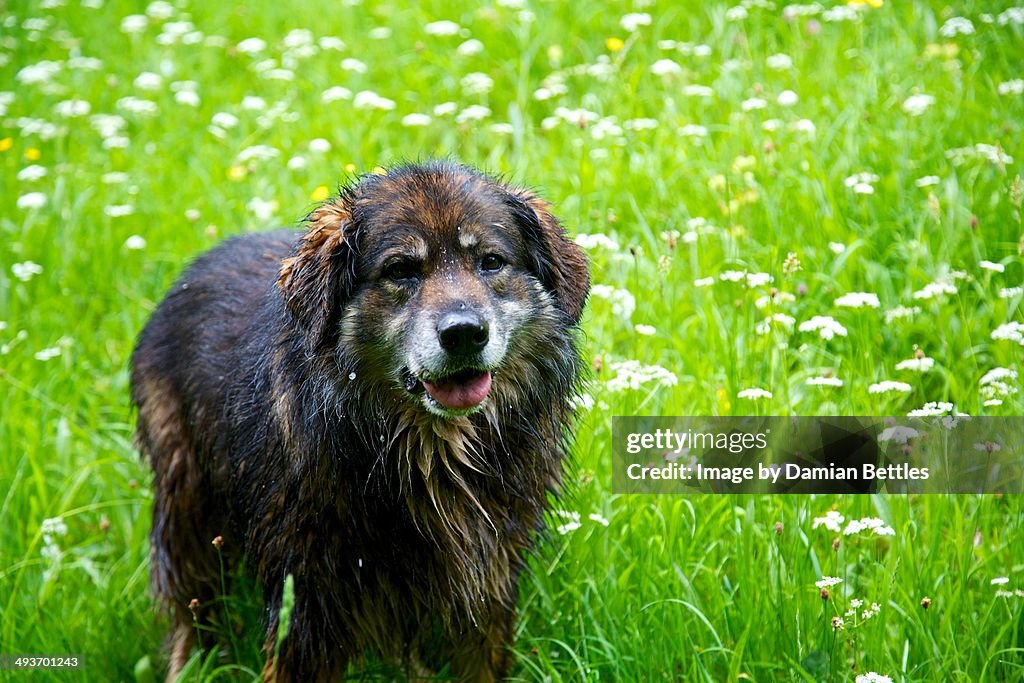 Newfoundland in Spring Meadow