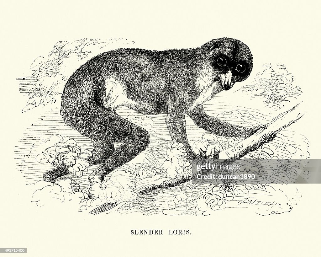 Natural history - Slender Loris