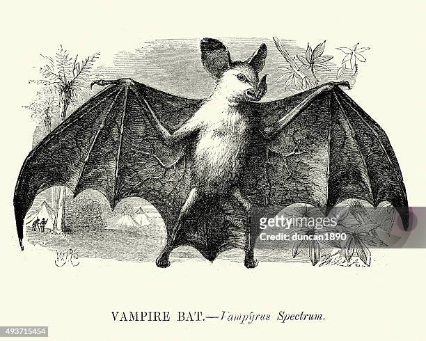 426 fotos e imágenes de Murciélago Vampiro - Getty Images