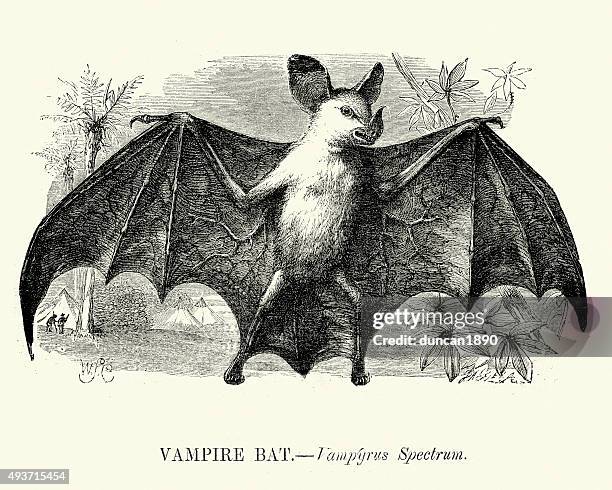 426 fotos e imágenes de Murciélago Vampiro - Getty Images 426 fotos e imágenes de Murciélago Vampiro - Getty Images