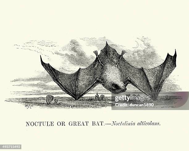natural history - greater noctule bat - noctule bat stock illustrations