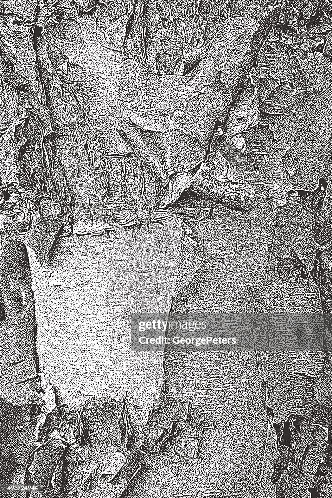 Birch fondo de textura de corteza