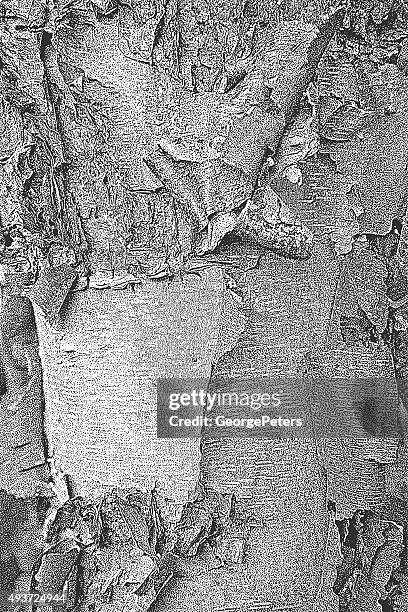 birch bark textured background - downy birch tree stock illustrations