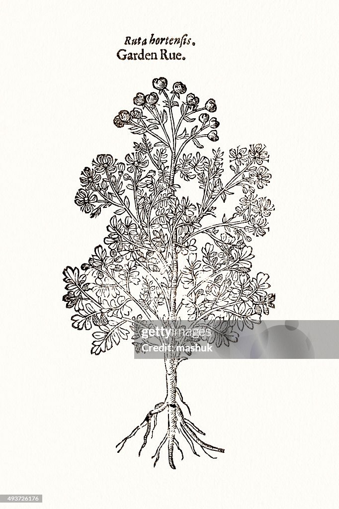 Rue plant, 17 century botanical
