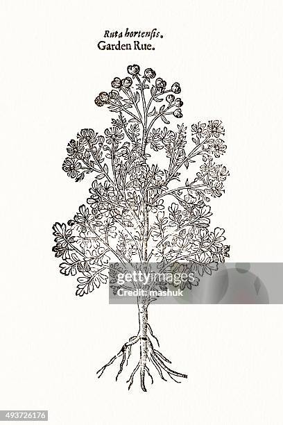 rue plant, 17 century botanical - ruta graveolens stock illustrations