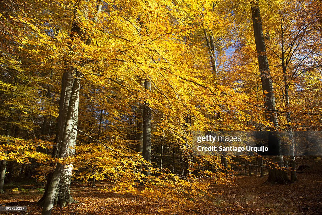 Wide angle view of a colorful beech forest in fall