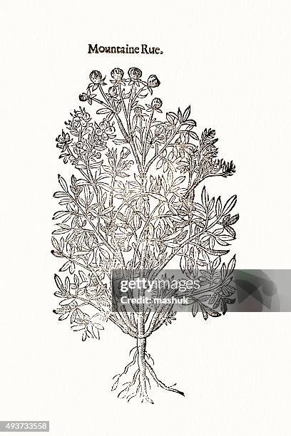 rue plant, 17 century botanical - ruta graveolens stock illustrations