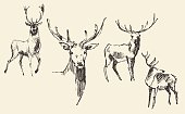 Set of deers engraving vintage hand drawn sketch