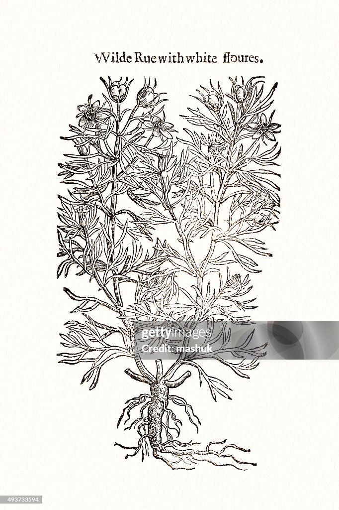 Rue plant, 17 century botanical