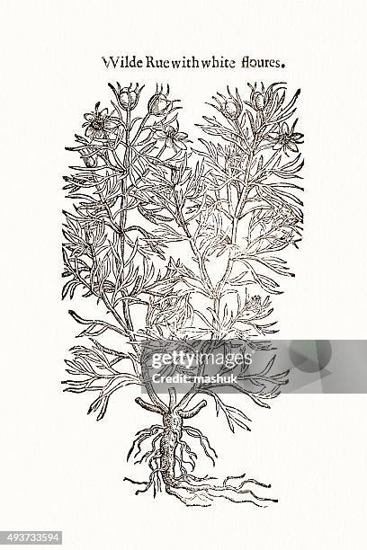 rue plant, 17 century botanical - ruta graveolens stock illustrations