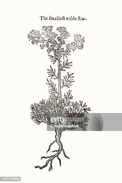 rue plant, 17 century botanical - ruta graveolens stock illustrations