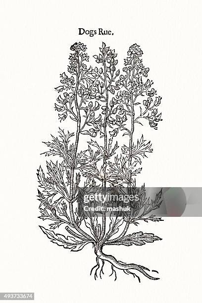 rue plant, 17 century botanical - ruta graveolens stock illustrations