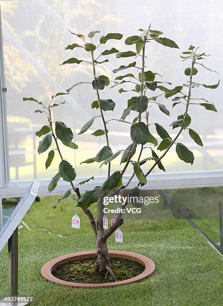 The Newton Apple Tree grafted from Sir Isaac Newton's apple tree was on display at Shanghai Association for Science and Technology on October 21,...