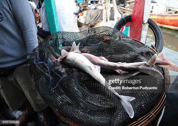 Spiny dogfish sharks are seen in a basket at Muncar Port on May 25, 2014 in Banyuwangi, Indonesia. Indonesia has become one of the major exporters of...