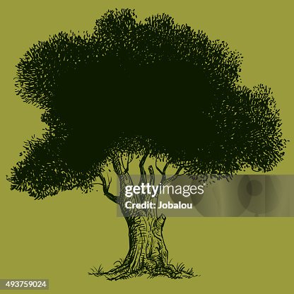 Old Olive Tree Old Olive Tree