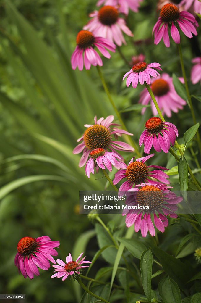 Bright Pink Echinacea Flower Group