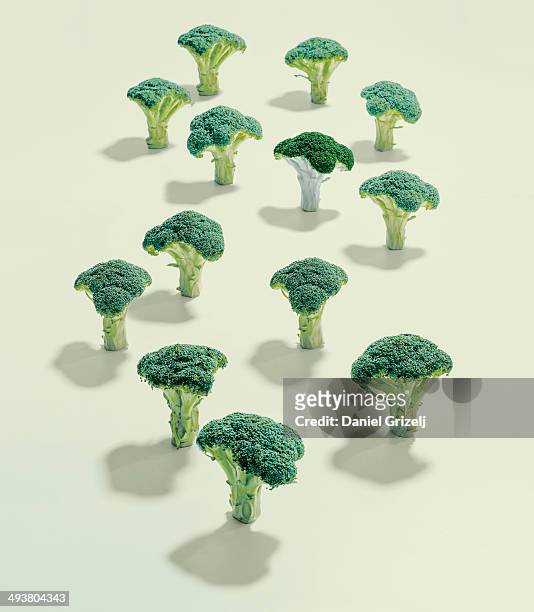 a group of broccoli - broccoli on white stockfoto's en -beelden