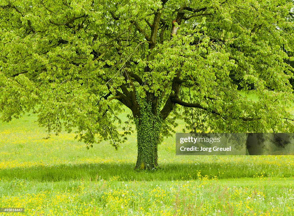 Tree on a meadow