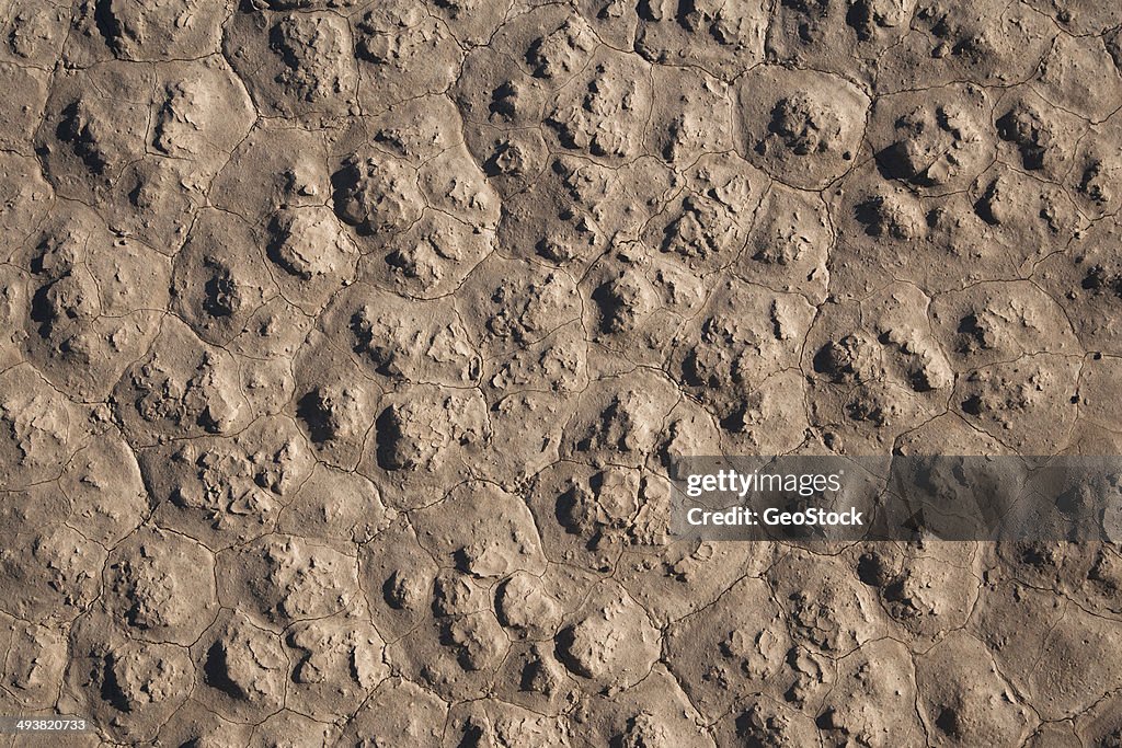 Wind dried mud patterns