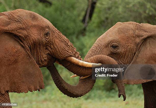 elephants in tanzania - elephants kissing stock pictures, royalty-free photos & images