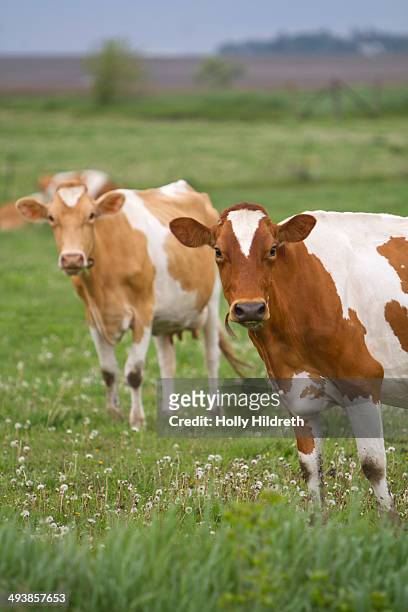 dairy cattle in fields - ayrshire stock pictures, royalty-free photos & images
