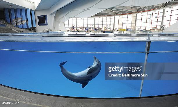 Dolphin plays in the tank before a training session at the National Aquarium in Baltimore, August 13, 2013.