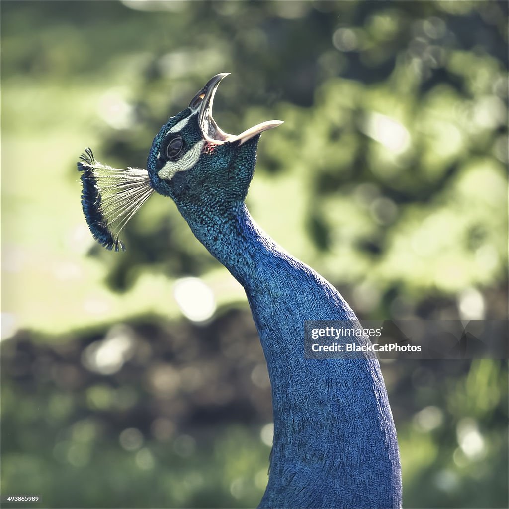 Shouting peacock