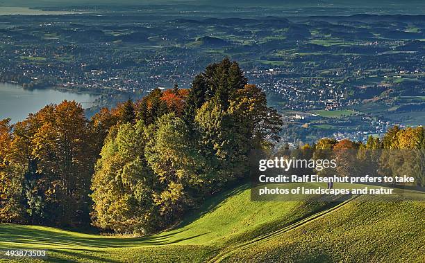 autumn colours - bregenz stock pictures, royalty-free photos & images