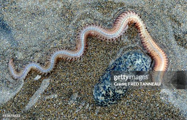 273 Sand Worm Stock Photos, High-Res Pictures, and Images - Getty