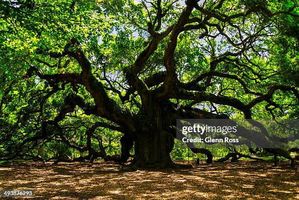 Angel Oak on John's Island near Charleston, South Carolina, USA. At 1500 years old, believed to be the oldest living tree east of the Rockies. Tree...
