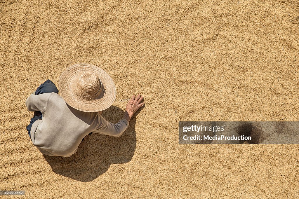 Farmer working on harvested grains from above