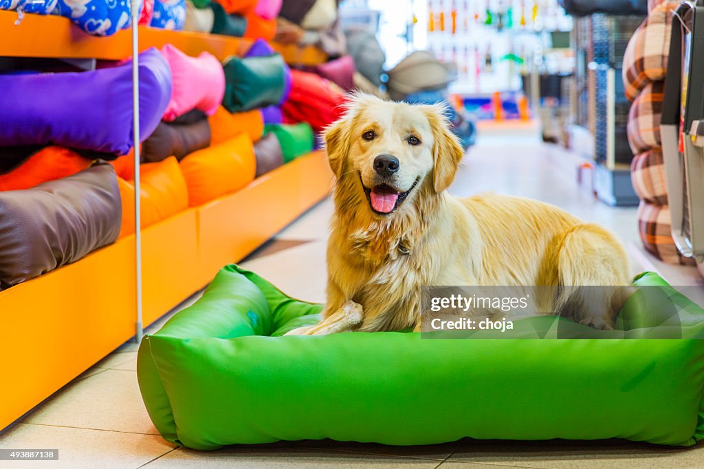 Cute Golden retriever in pet store resting