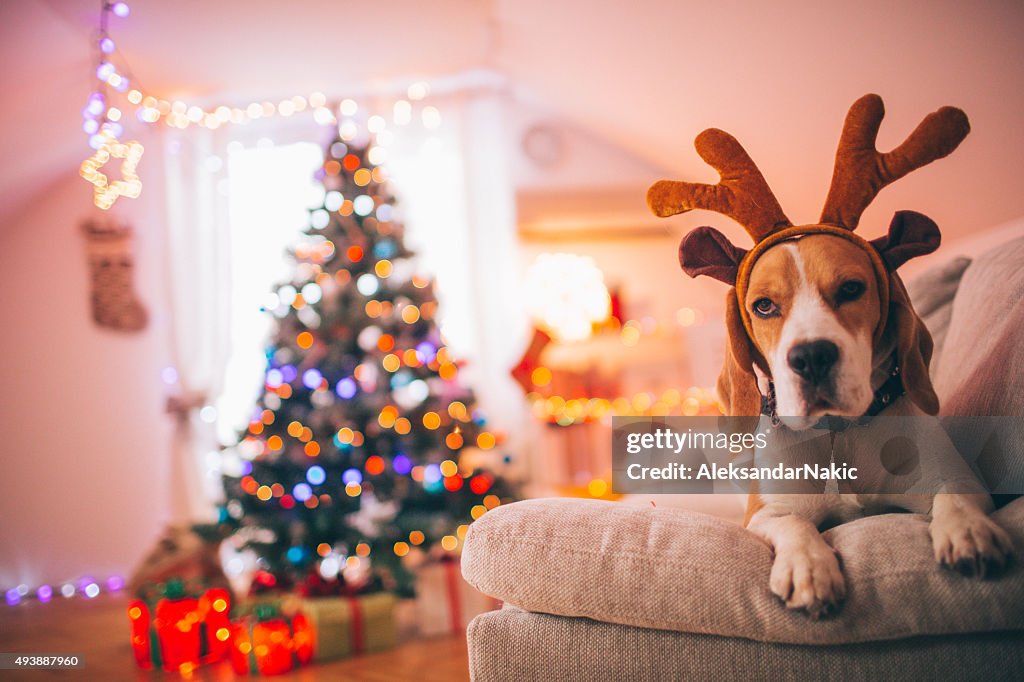 Reindeer, the red-nosed beagle dog