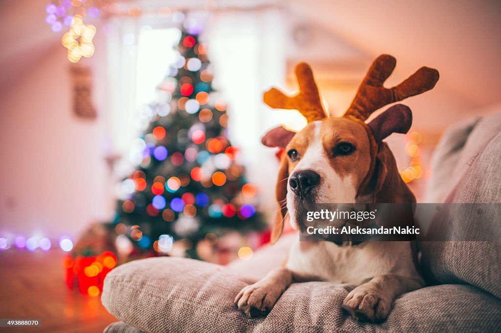 Reindeer, the red-nosed beagle dog