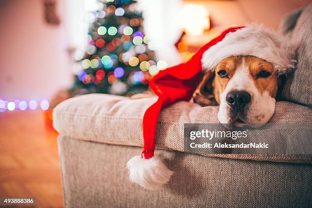 beagle santa - christmas kit stock-fotos und bilder
