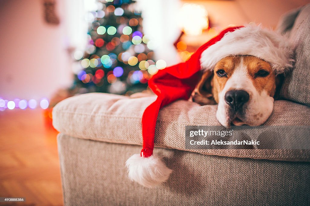 Beagle Santa