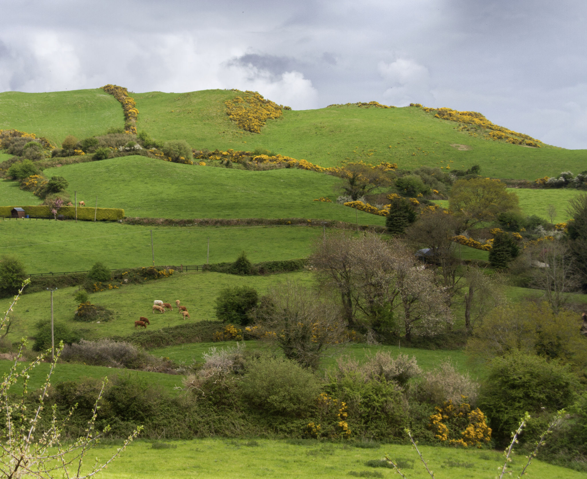 Spring field in County Clare Ireland Spring field in County Clare Ireland