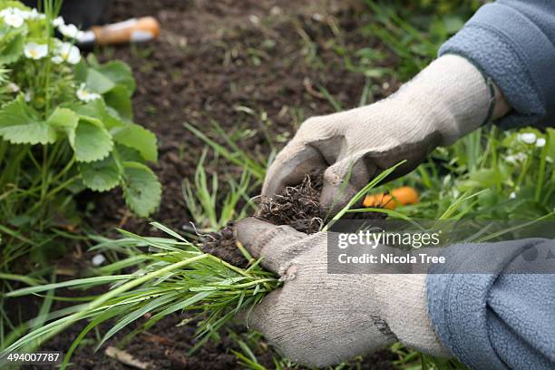 agricultural worker weeding crops - weed stockfoto's en -beelden