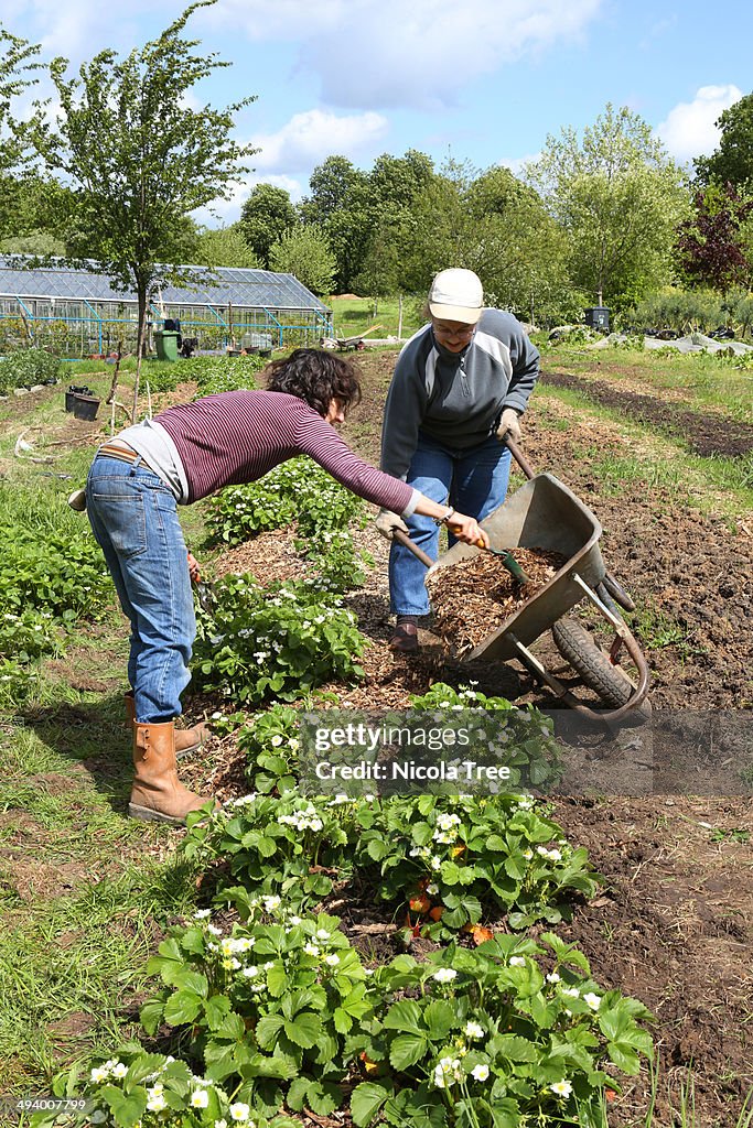 Two agricultural workers emptying wheel barrow