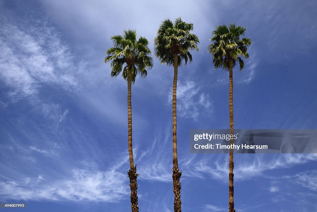 California Fan Palm Trees (Washingtonia filifera)