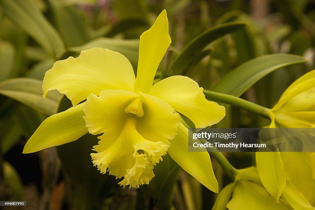 Close-up of corsage (Cattleya) orchids