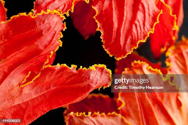 african tulip tree (spathodea campanulata) - african tulip tree stock-fotos und bilder