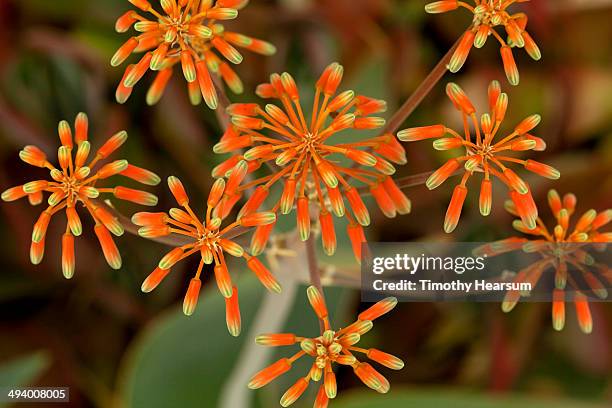 coral aloe (aloe striata) flowers - riverside county california stock pictures, royalty-free photos & images