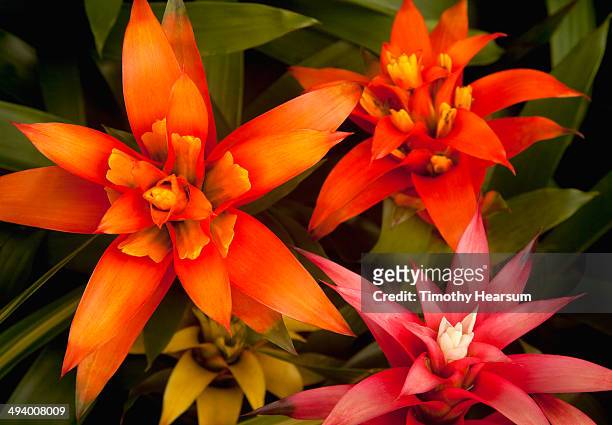multi-colored bromilead (guzmania) flowers - bromeliad stock pictures, royalty-free photos & images