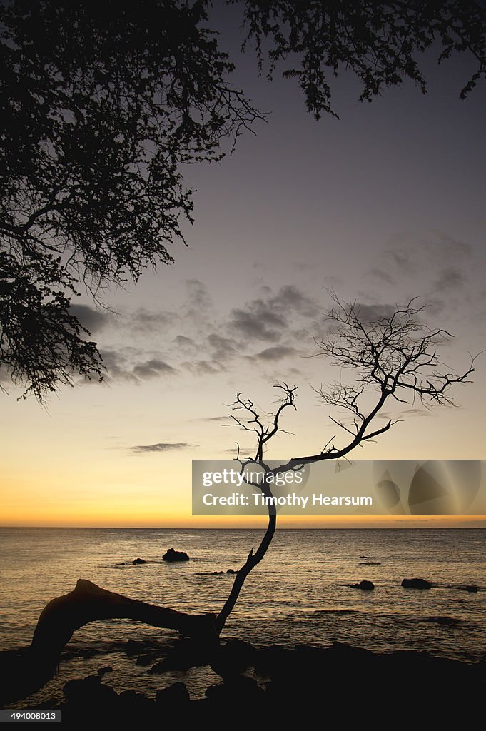 Tree branch silhouetted against ocean at dusk