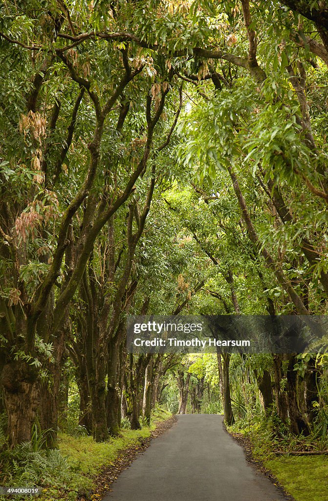 Country road through tunnel of Mango Trees