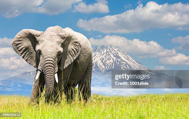 free african elephant and mountain - serengeti national park stock pictures, royalty-free photos & images