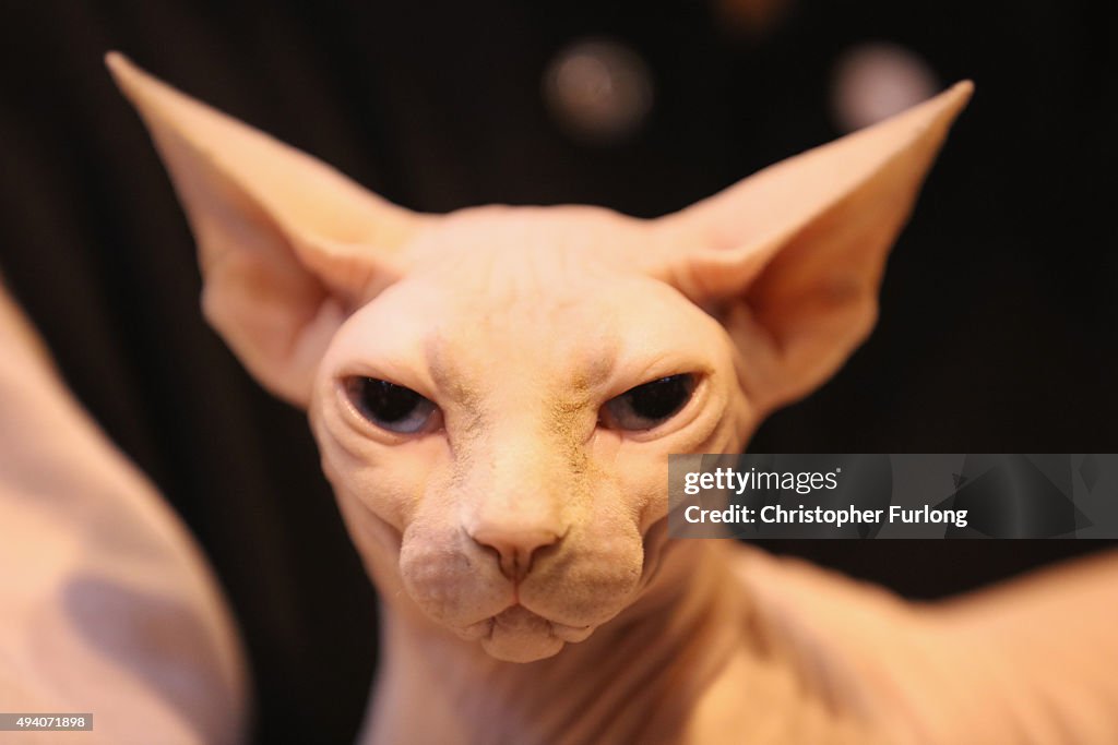 The Supreme Cat Show 2015