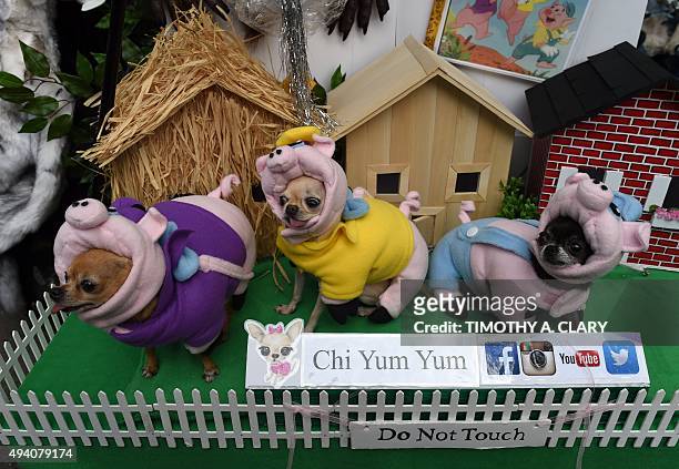 Dogs dressed as the Three Little Pigs take part in the 25th Annual Tompkins Square Halloween Dog Parade in New York October 24, 2015. AFP PHOTO /...